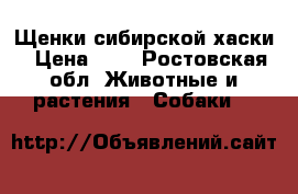 Щенки сибирской хаски › Цена ­ 1 - Ростовская обл. Животные и растения » Собаки   